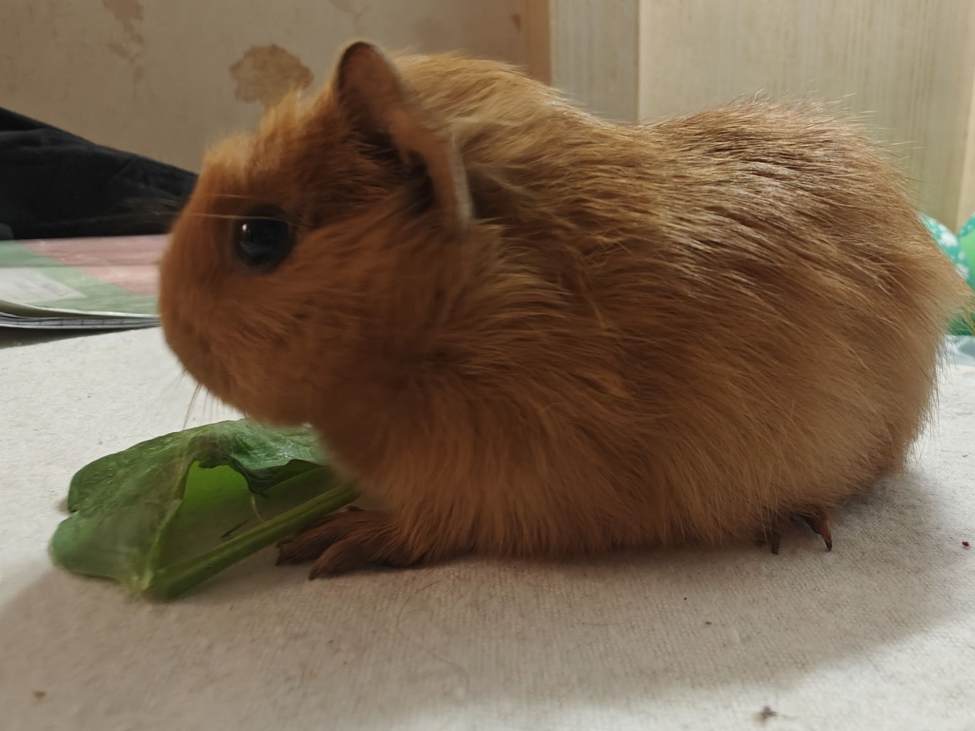 Морська свинка Crested