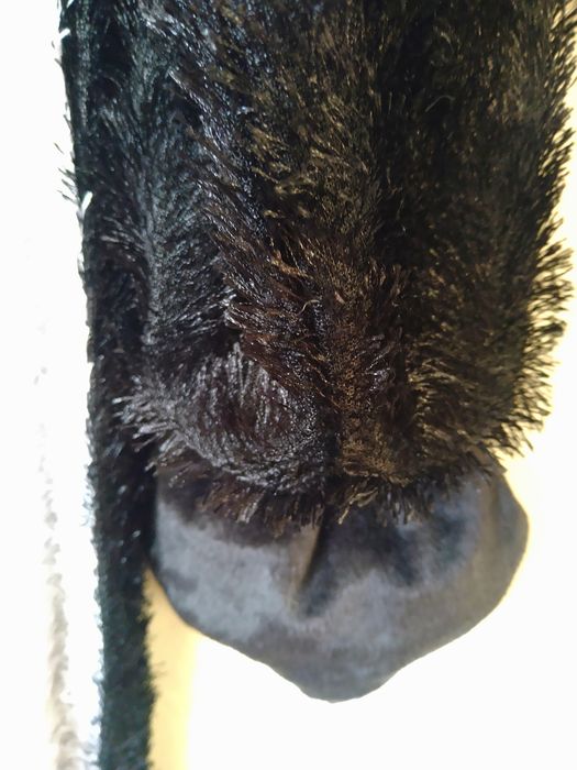 Kombinezon onesie M pingwin Smiffys strój na bal karnawałowy