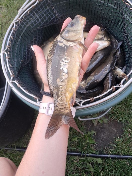 Karp kroczek 20-25cm