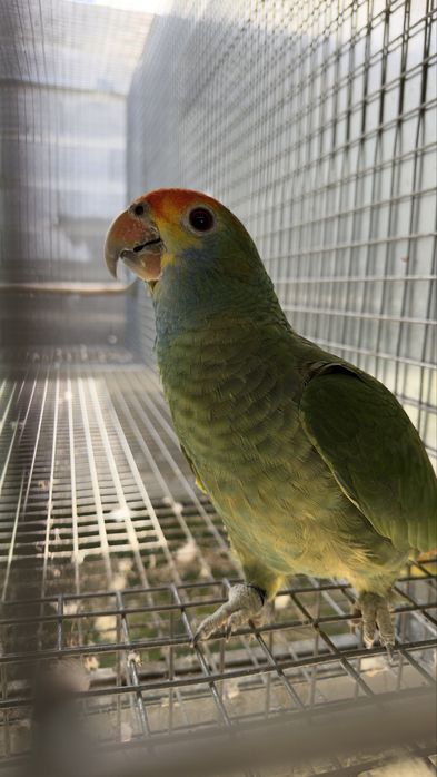 Amazona rodocorytha fêmea – pronta para criação