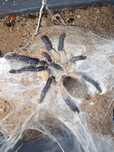 Ptasznik Monocentropus balfouri samica ok 5dc