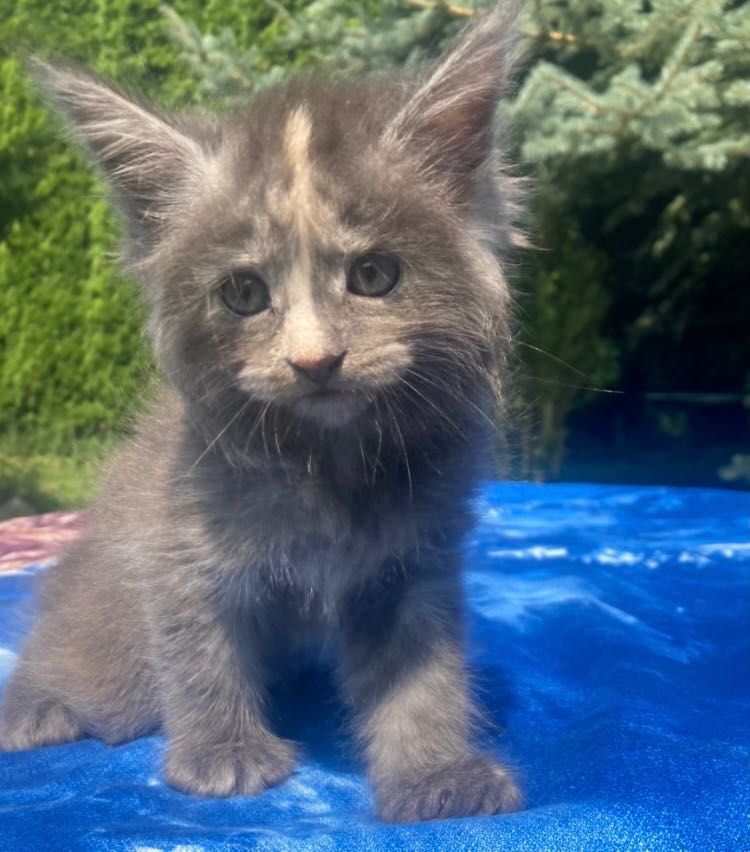 Maine Coon -Niebieska  Dymna Szylkretka!