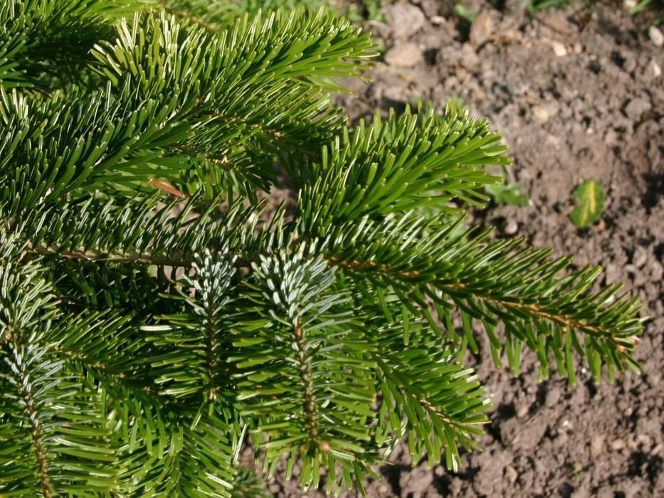 Gałęzie Jodły Kaukaskiej – Hurt, Najwyższa Jakość!