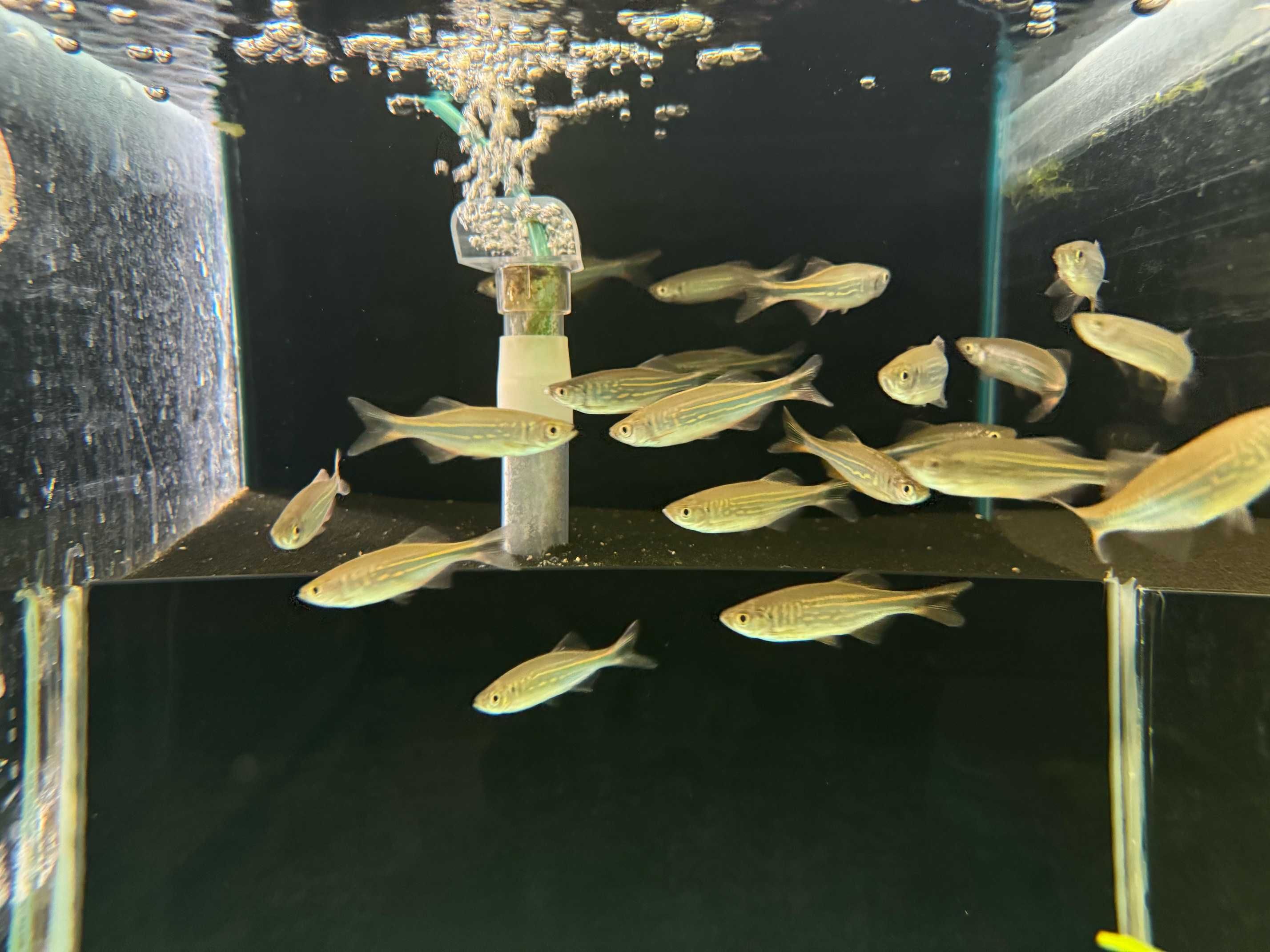 danio malabarskie