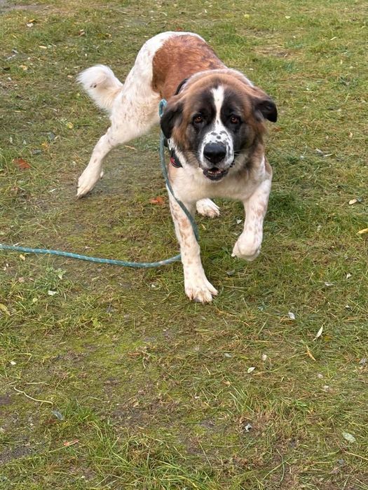 Taka piękna suni szuka domu