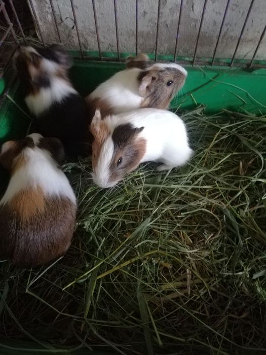 Морские свинки в наличии всегда