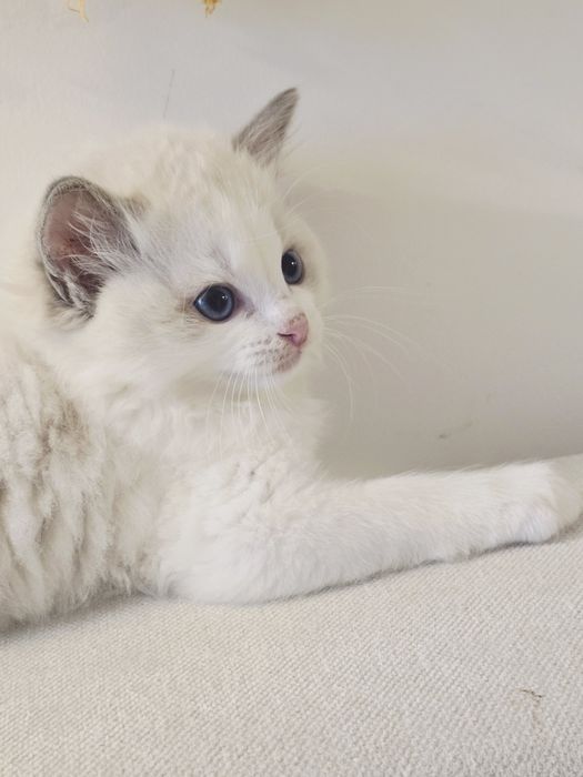Kociak rasy ragdoll