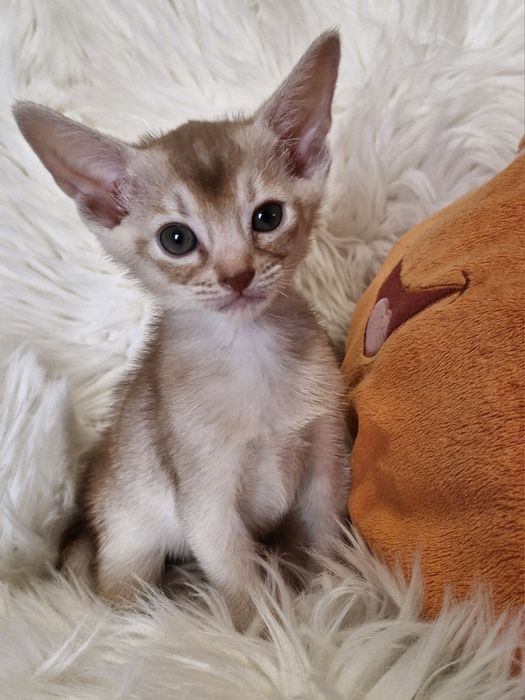 **CHARLI**abisyński kocurek kolor fawn do rezerwacji