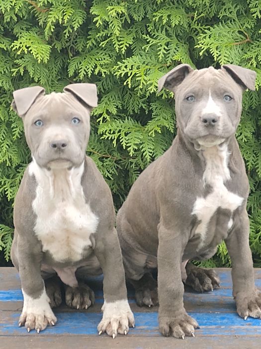 Amstaff gotowy do odbioru