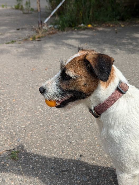 Вязка Джек Рассел терьер.