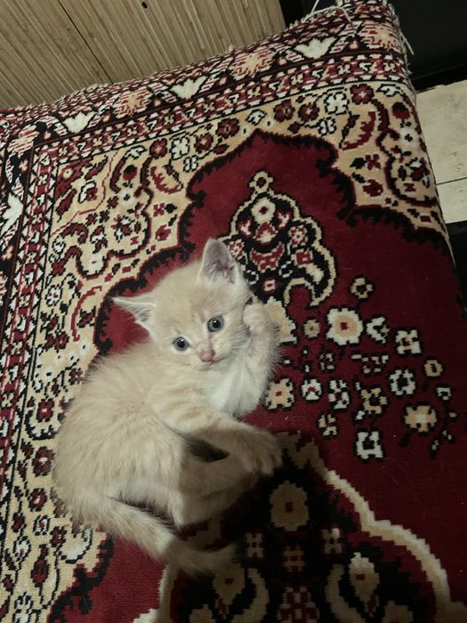 Віддємо кошенятко в добрі руки