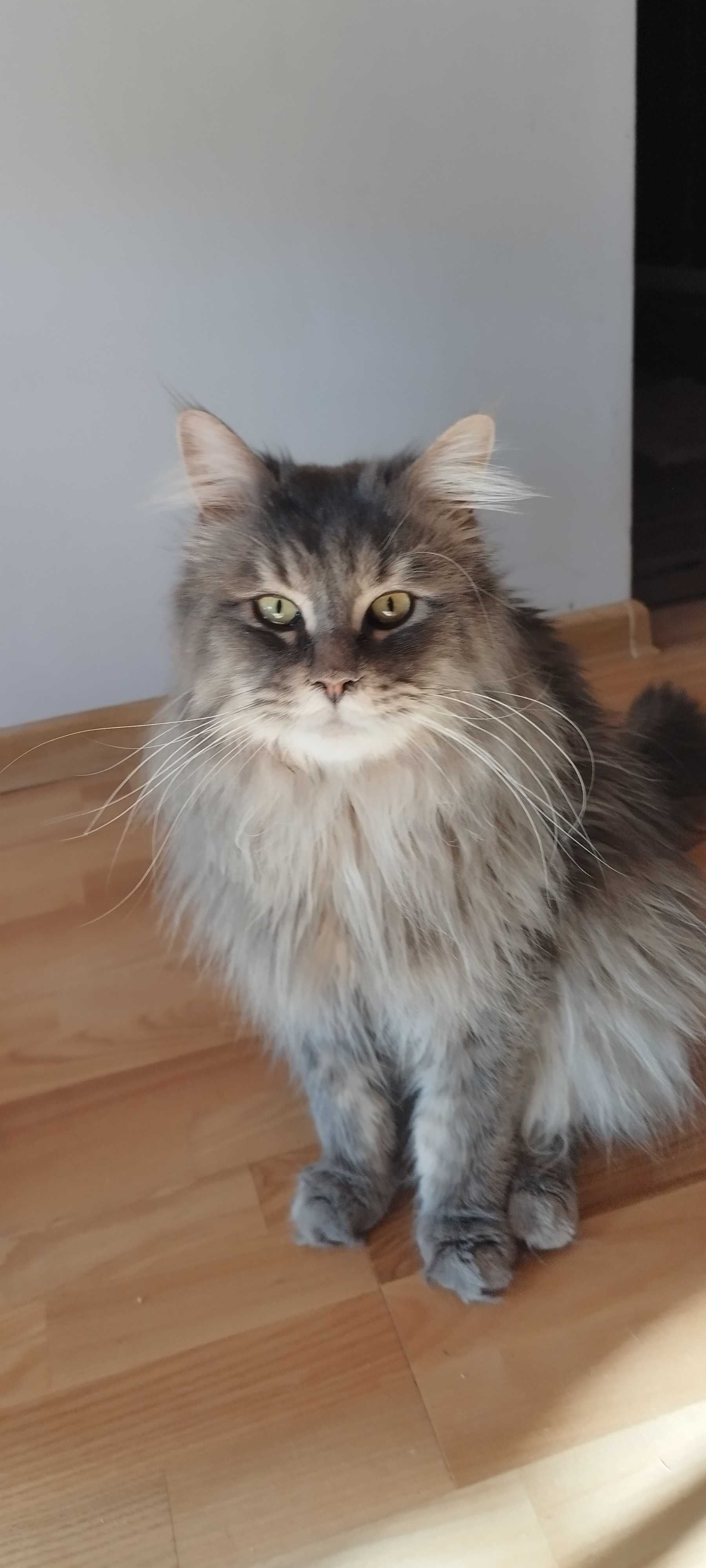 Maine Coon kocięta