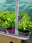 Crassula gollum roślina