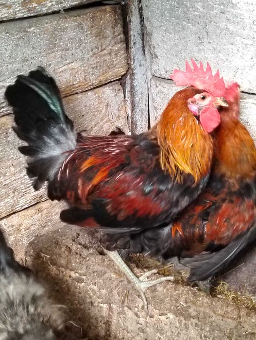 Koguty rasowe zielononóżka