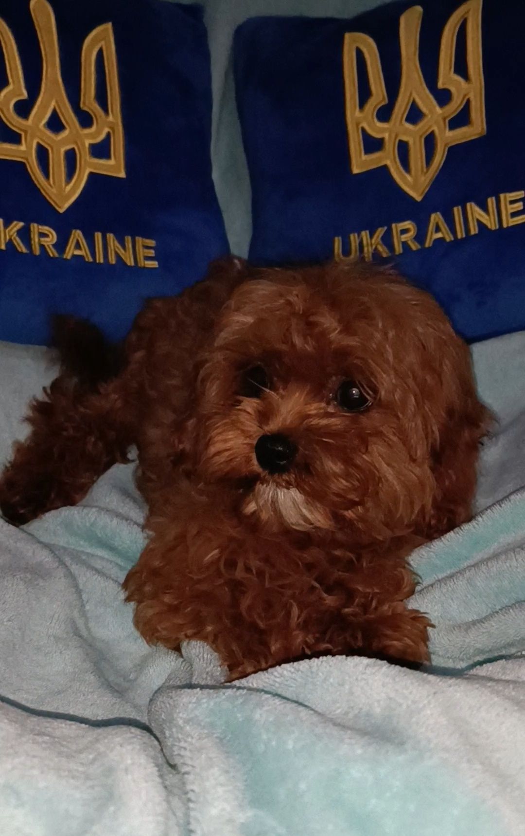 Сладункевичі! Дизайн! Модні! Кавапу !