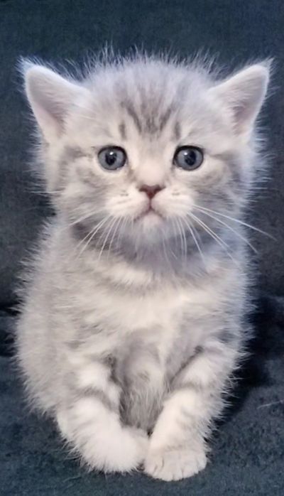 Fêmea tabby silver para reserva