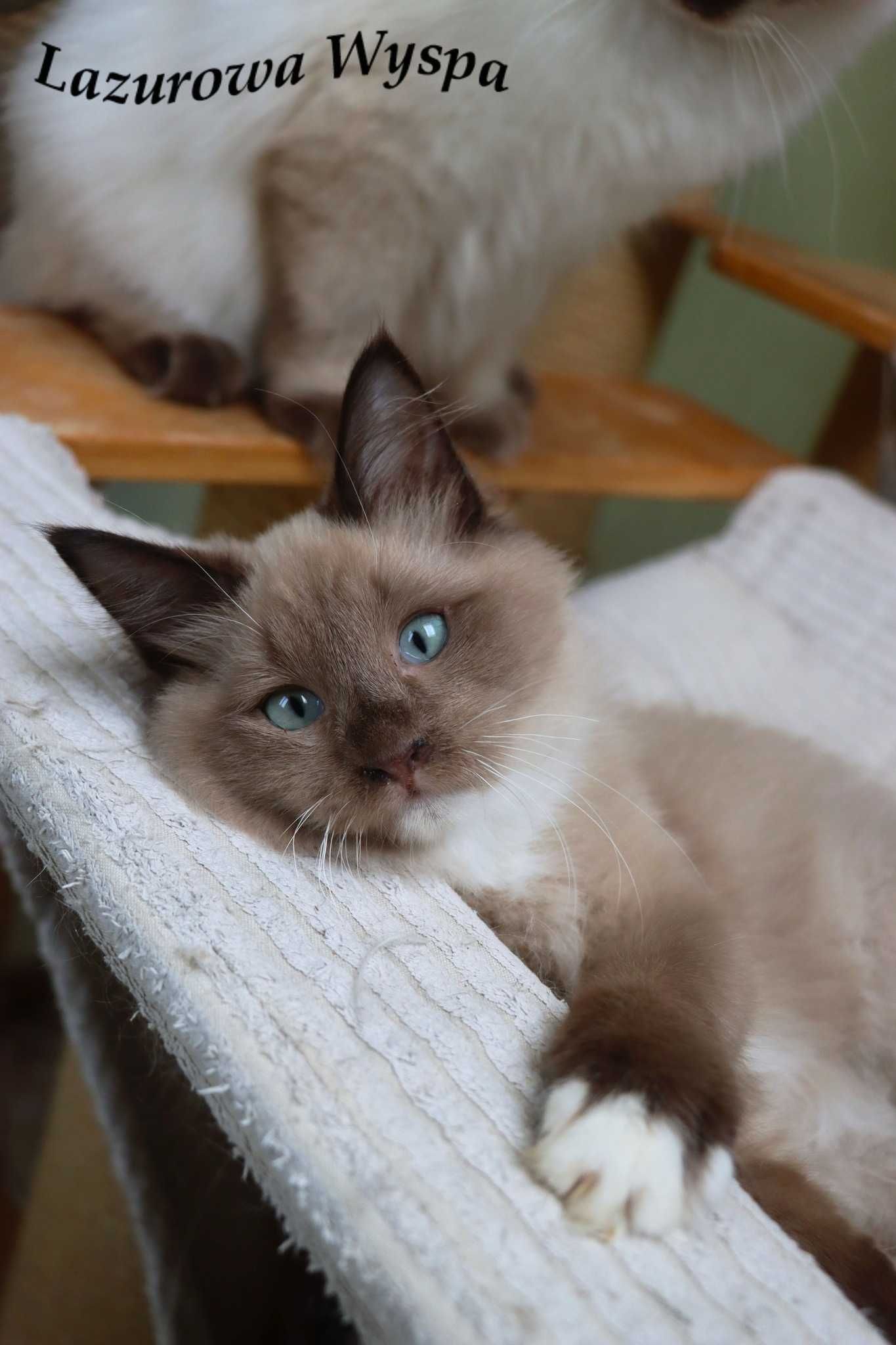 Erotyka Ragdoll mink z Lazurowej Wyspy.