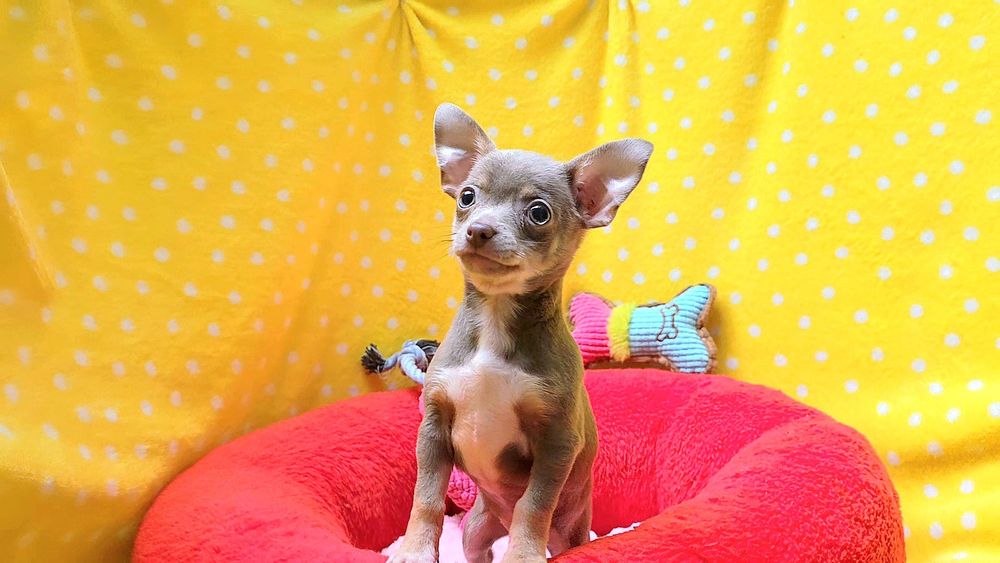 Prześliczny liliowy krótkowłosy samczyk chihuahua