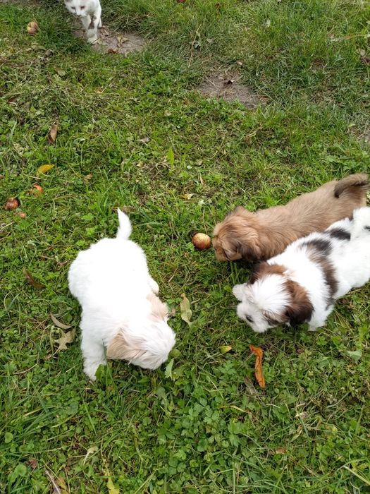 Продам маленькі собачки