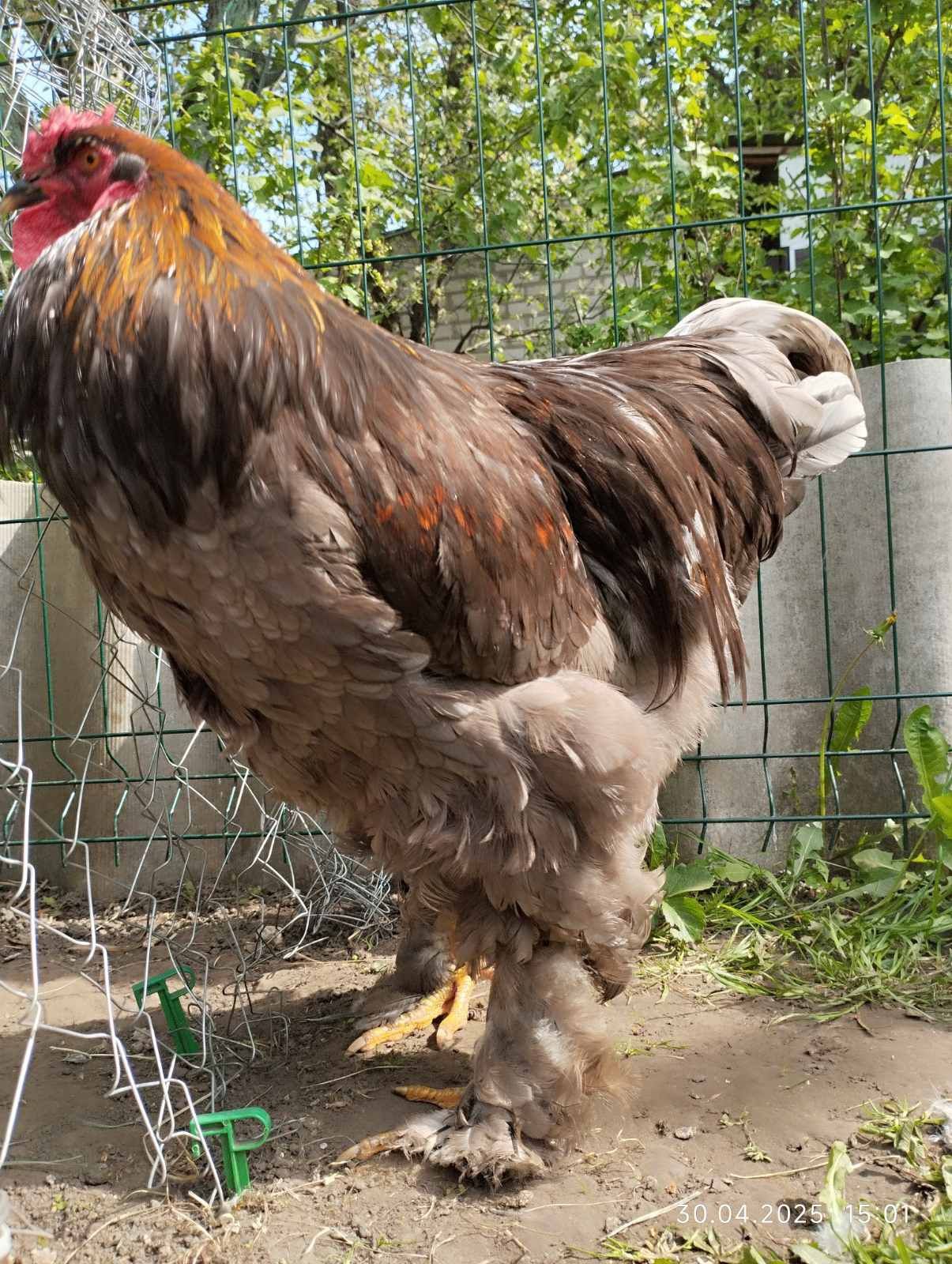 Півень Брама для розведення