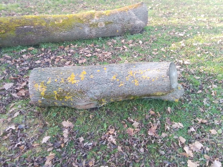 Продам Ясіня  не дешево