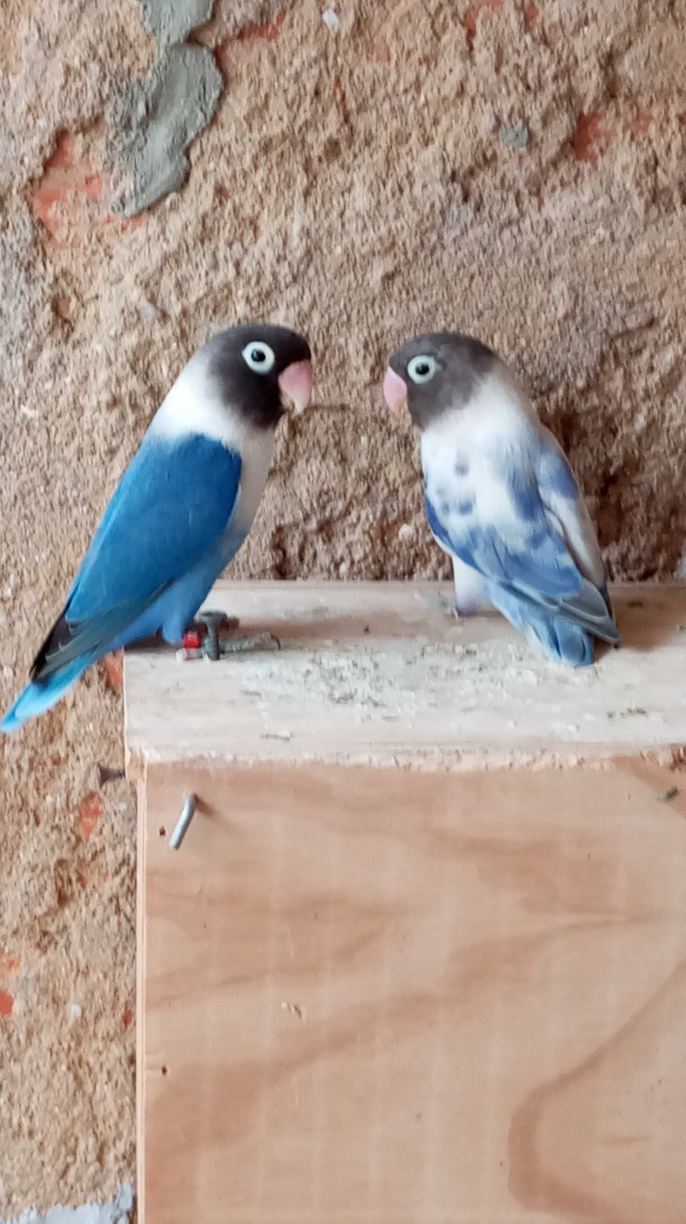 Casal agapórnis personata
