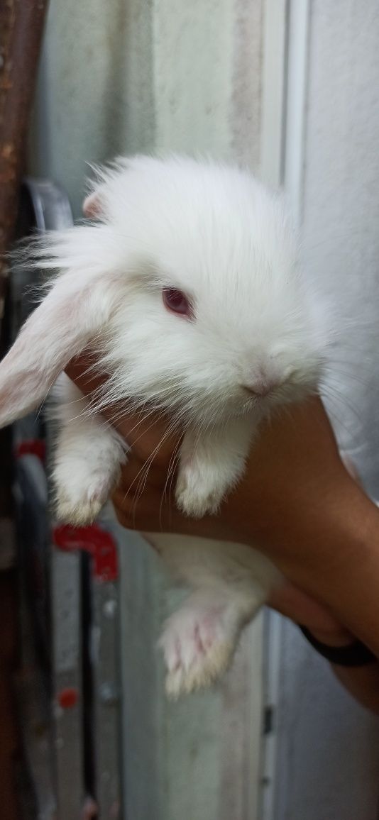 coelhinha mini Lop albino