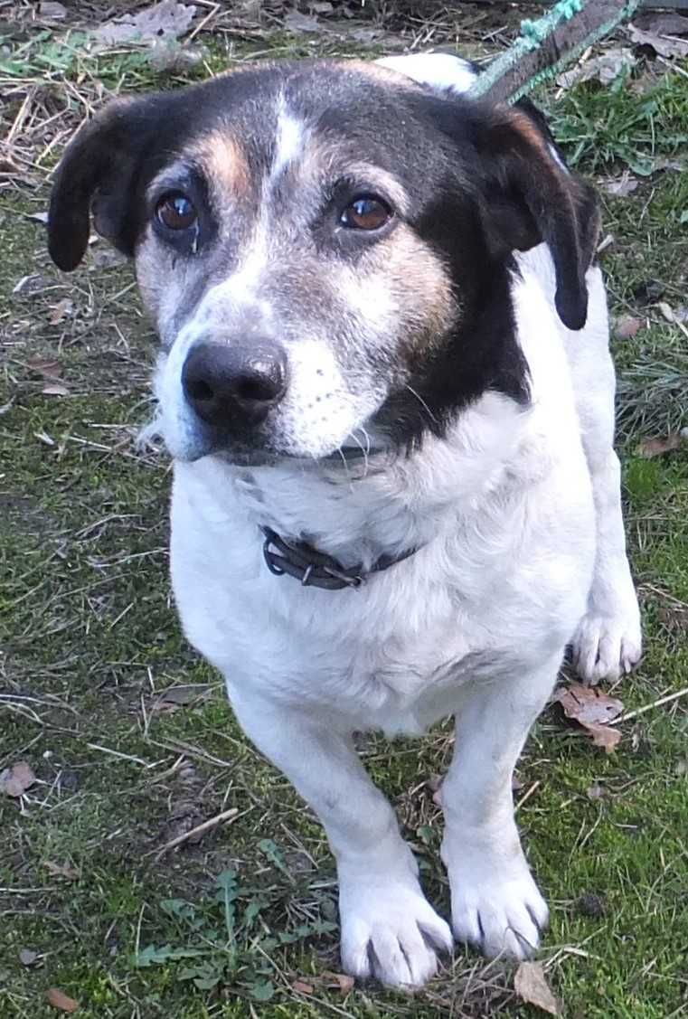 Mrówek pies biały w łaty na niskich łapach do adopcji