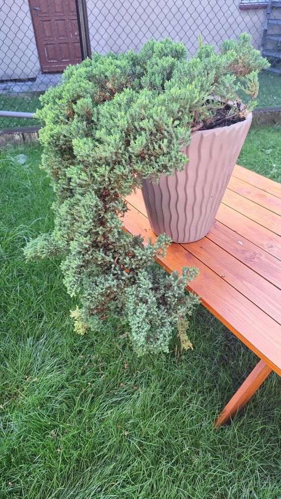 Drzewko bonsai  duży