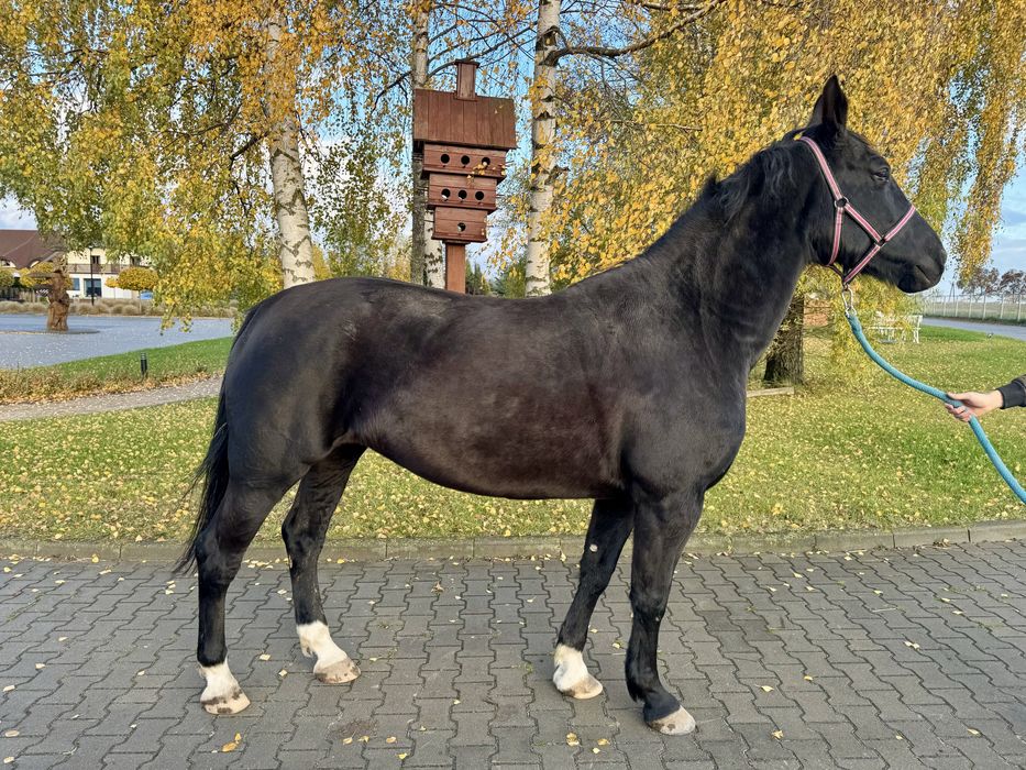 Klacz śląska do hodowli 8 lat