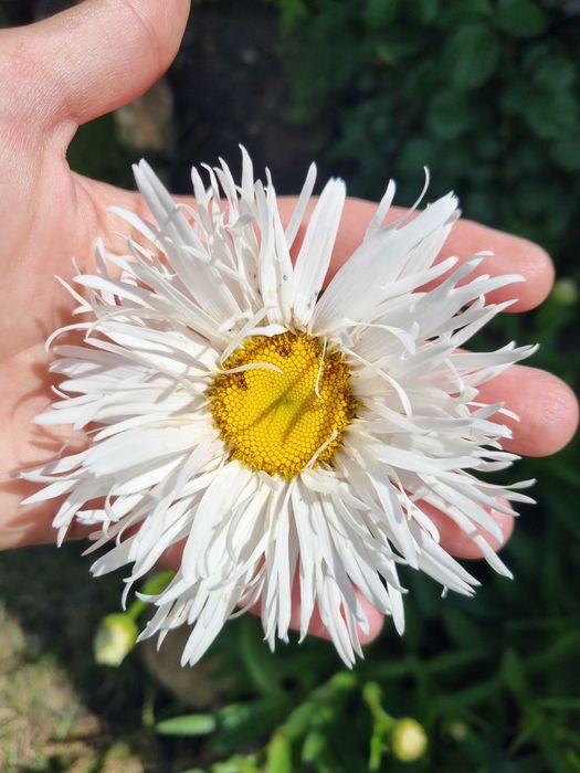 Саженцы цветы квіти саджанці