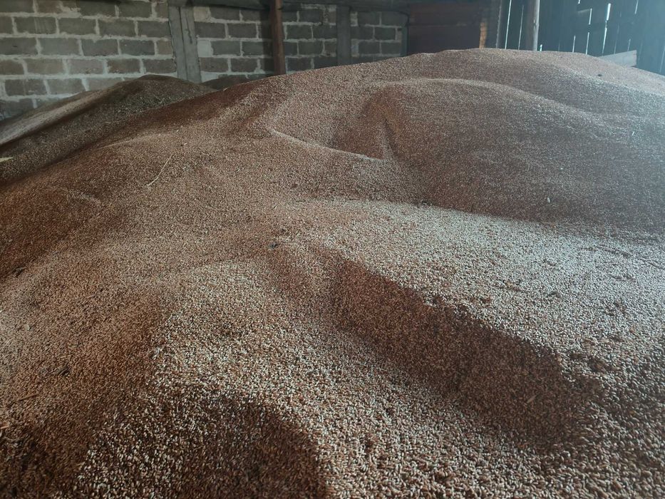 Sprzedam pszenżyto dobrej jakości