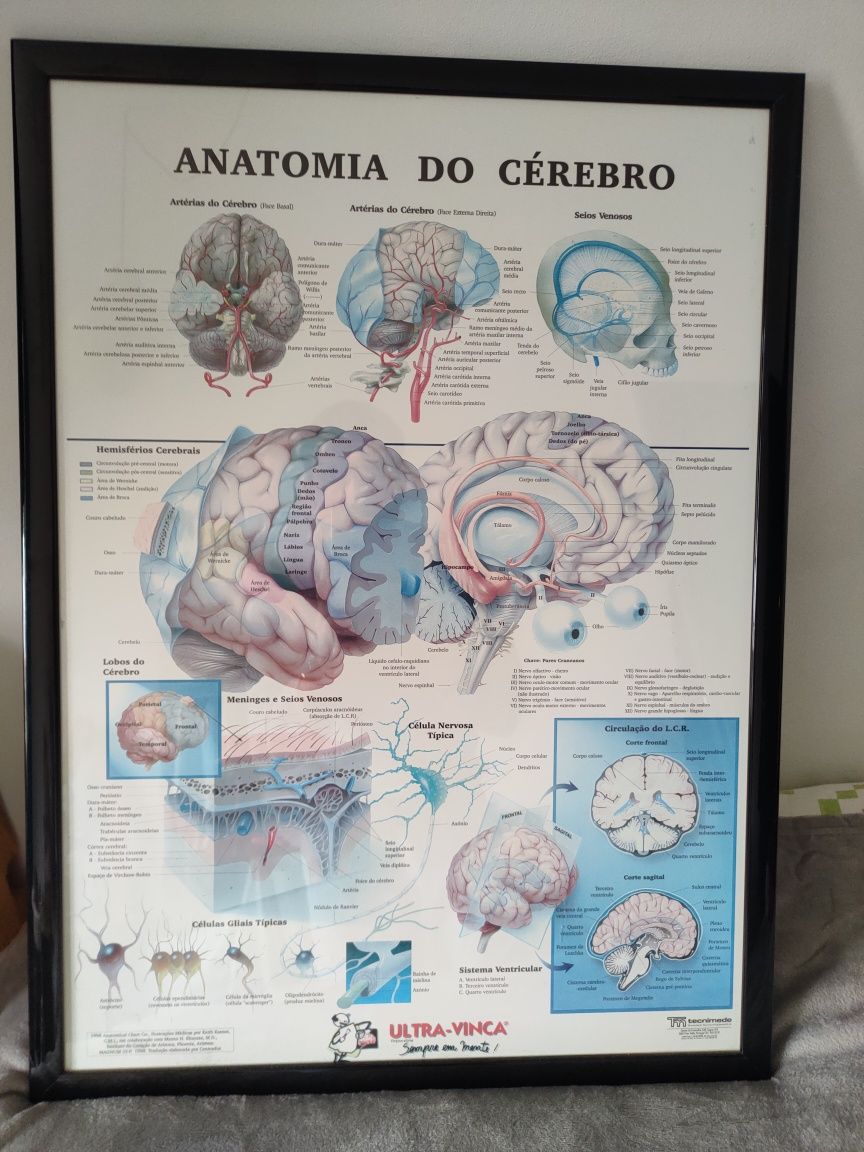 Poster "Anatomia do Cerebro"