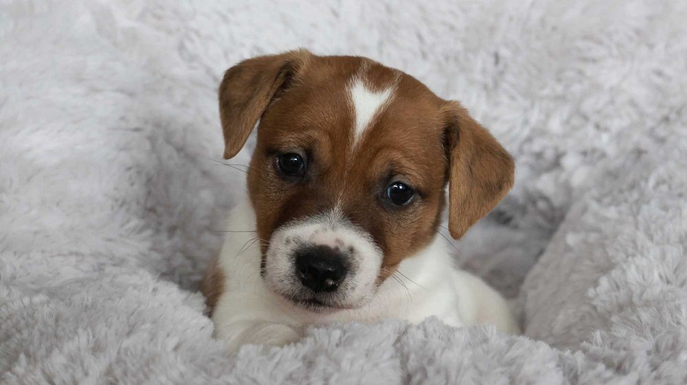 PIESEK Jack Russell Terrier  /BREFIO/badania genet./odbiór