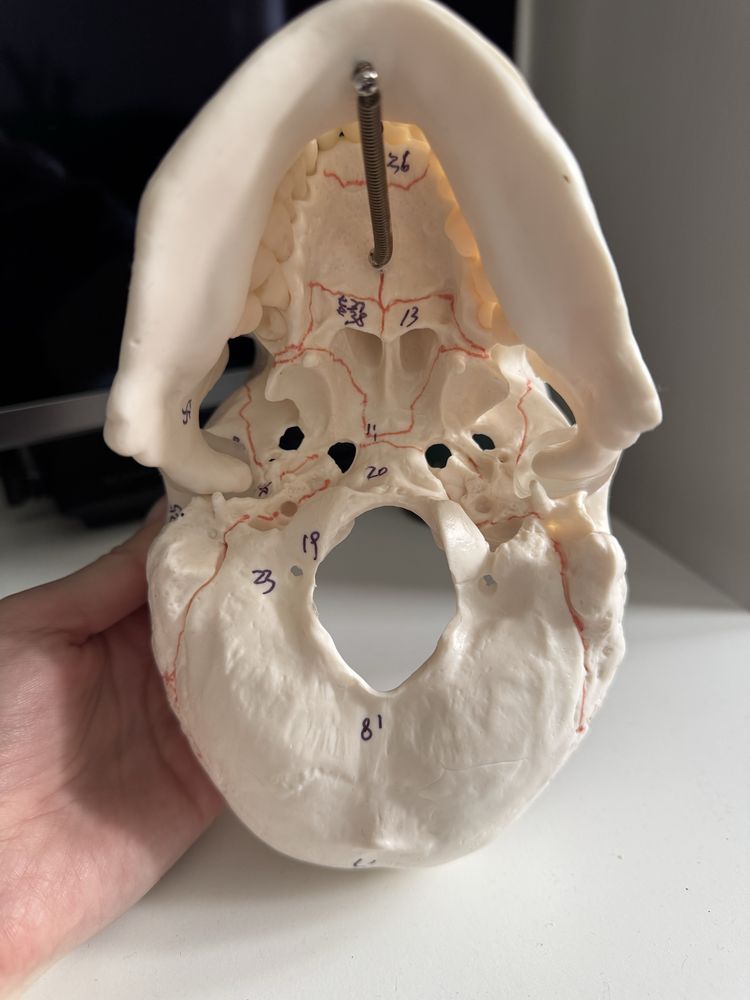 Model anatomiczny czaszki Medwil