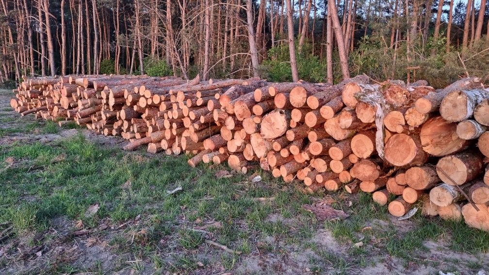 Drewno opałowe sosna