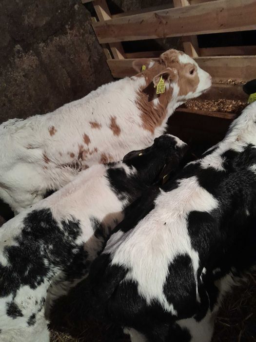 Byczki cielaki sprzedam