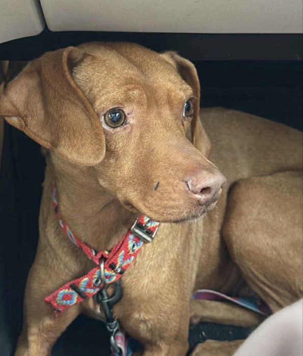 Ruda drobna sunia, w typie rasy. Umowa adopcyjna