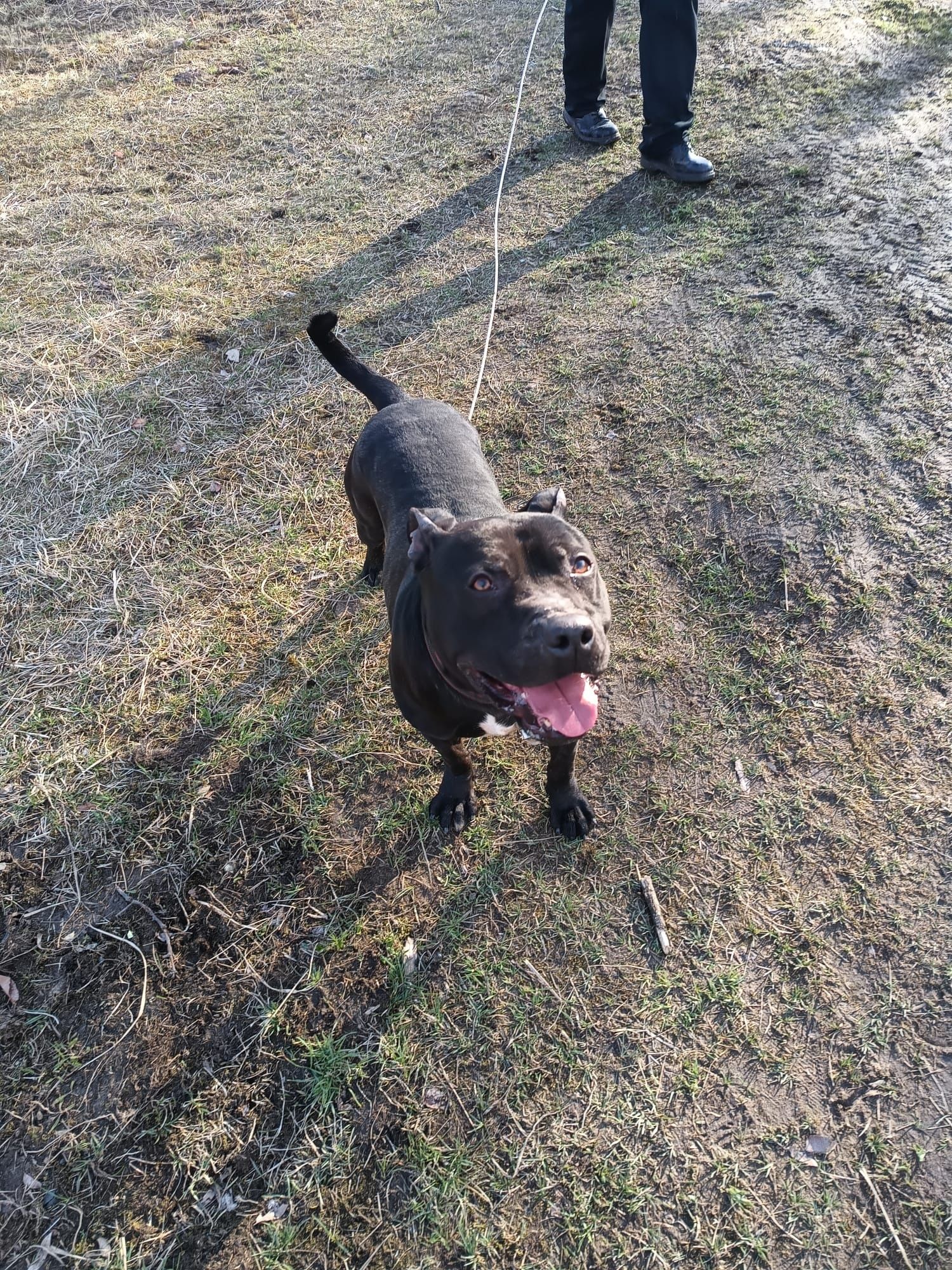 Agent - do adopcji