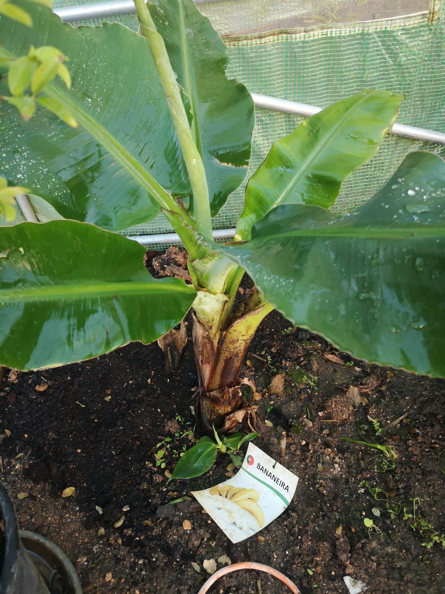 Vendo bananeiras da madeira e vermelha