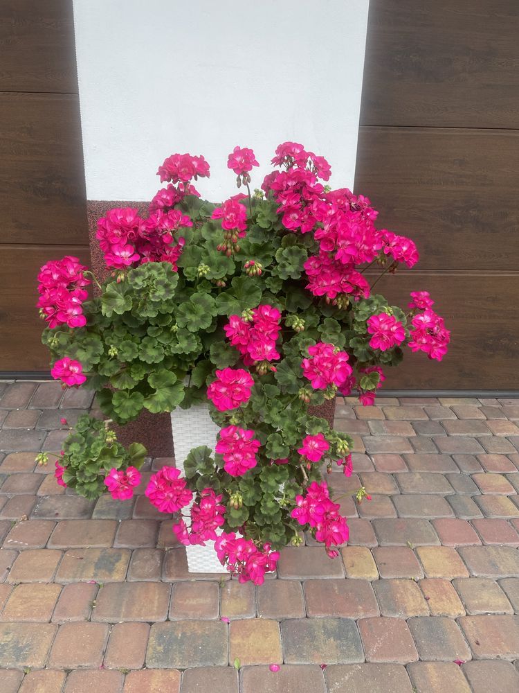 Pelargonie różowe stojące