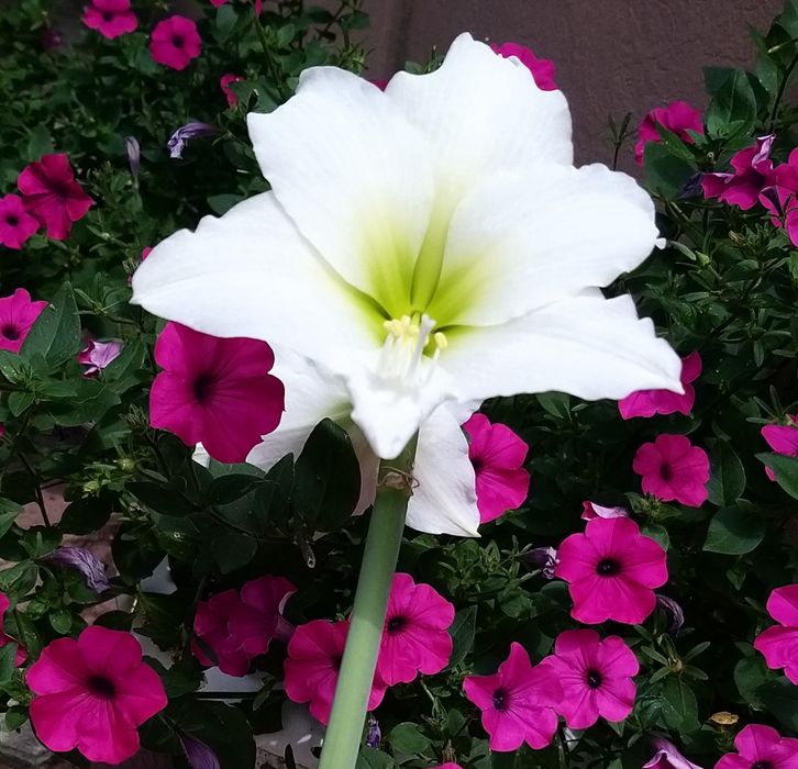 гиппеаструмы (амарилисы) из своей коллекции