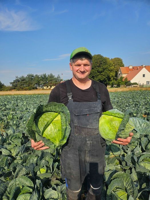 Kapusta szatkowana biala czerwona
