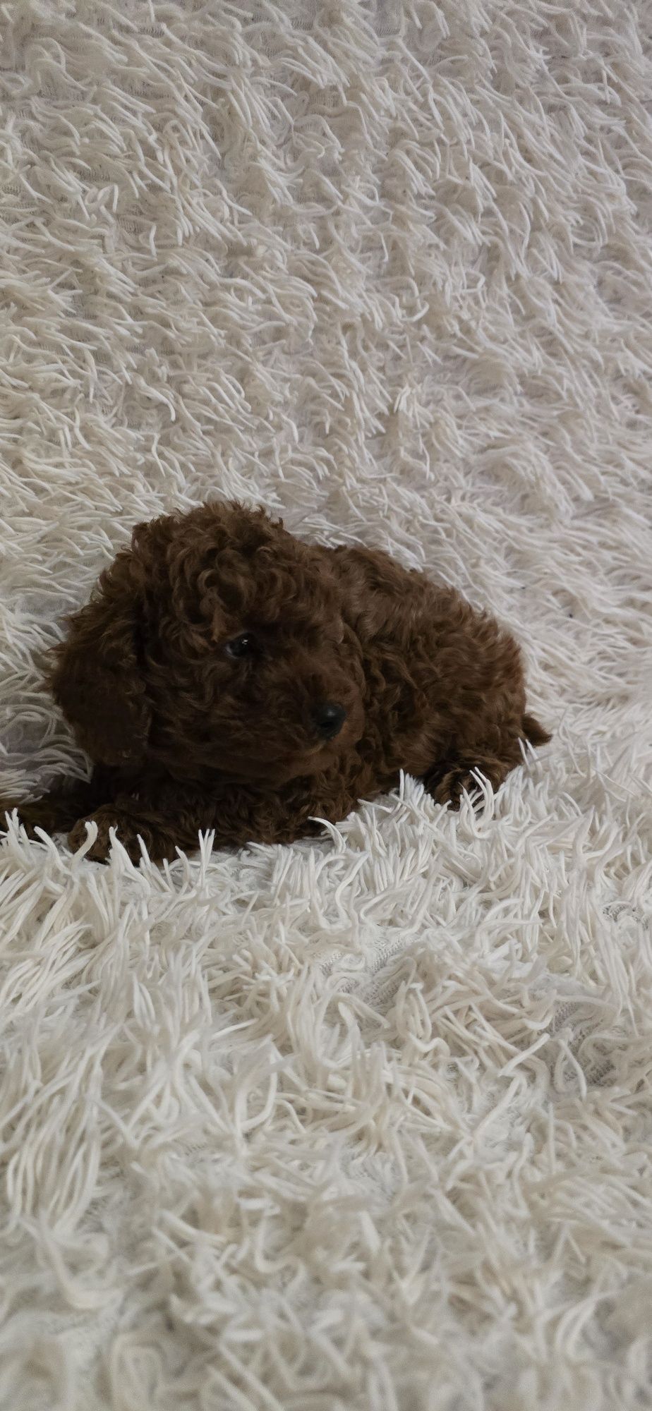 Maltipoo F1b chłopczyk Red Brown do odbioru