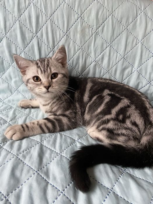 Лагідний котусик шотландський скотішстрайт продажа