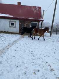 Sprzedam ogierka karego i zrobke