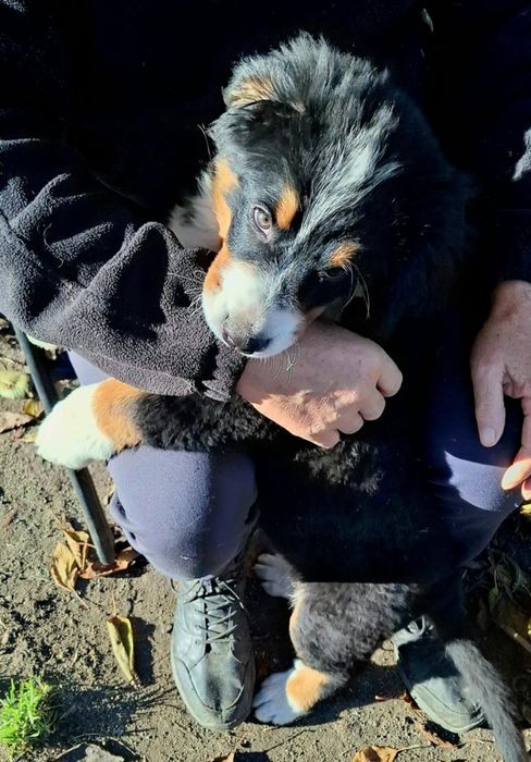 Bernanski pies pasterski