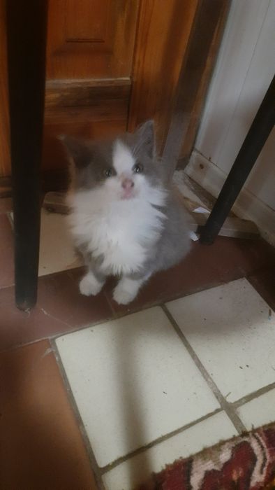 Кошенята рвуться до вас