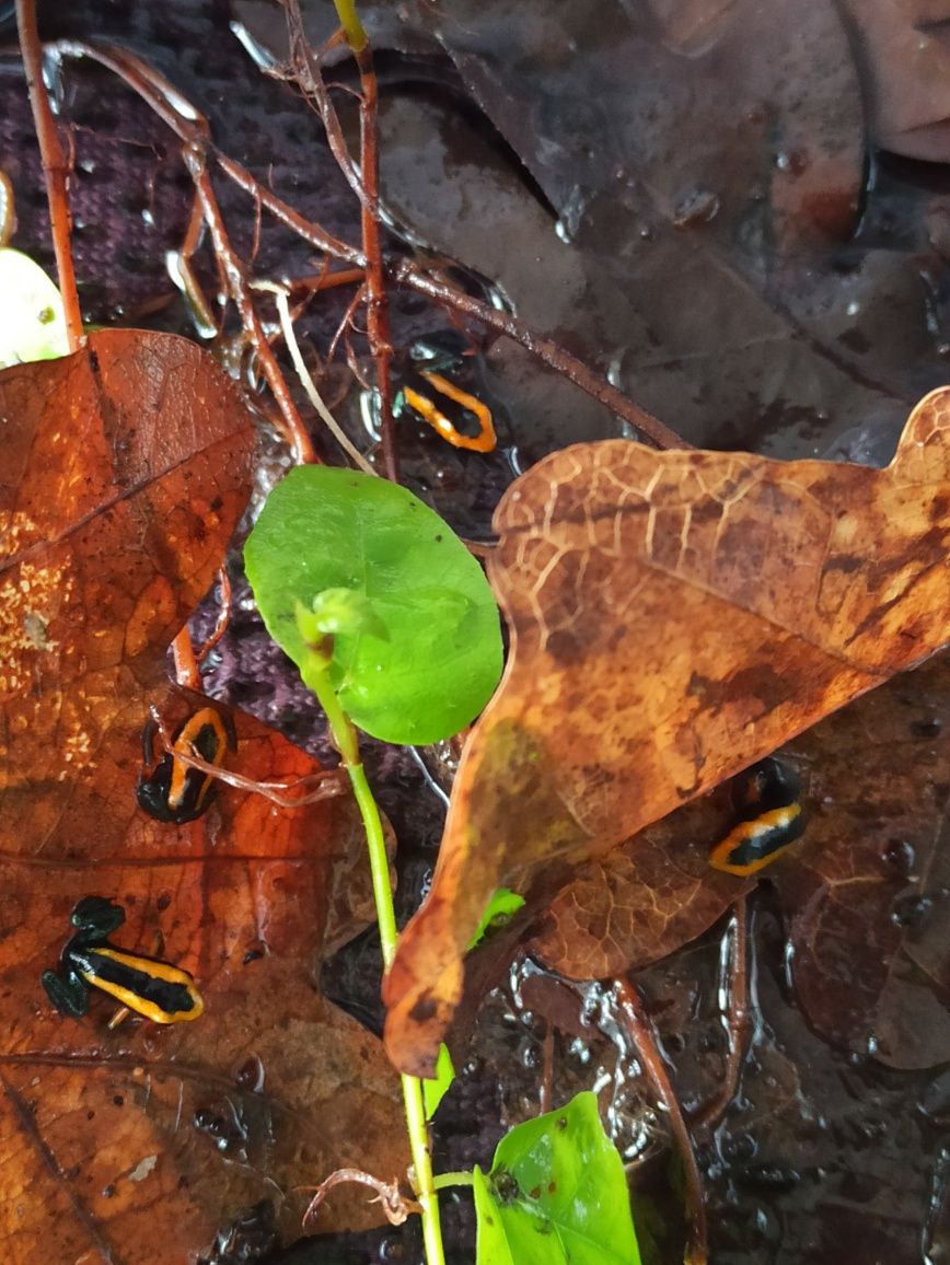 Żabki Phyllobates bicolor drzewołazy dendrobates NAJTANIEJ w PL