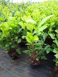 Laurowiśnia 70-110cm Kalisz Pomorski i okolice dowóz gratis